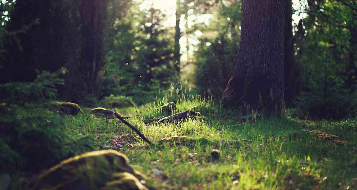 Страйкбольные и пейнтбольные клубы